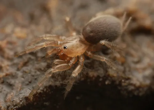 Hexurella apachea - photo 4