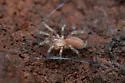 Hexurella rupicola