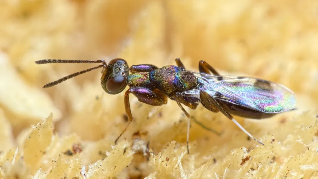 Heydeniidae - photo 2