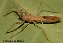 Heza similis - photo 2