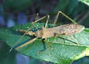 Heza similis - photo 3