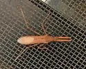 Heza similis - photo 4