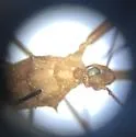 Heza similis - photo 5