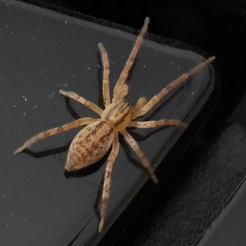 garden ghost spider - photo 3