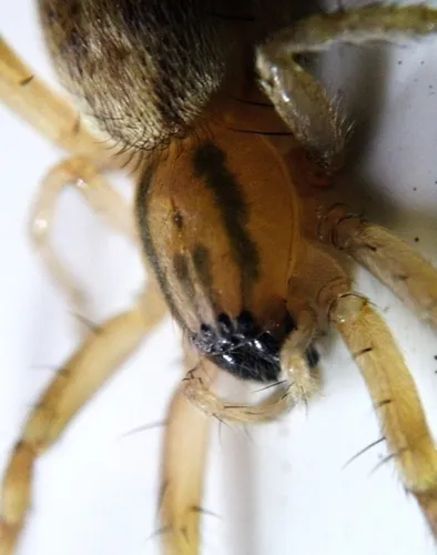 garden ghost spider - photo 4