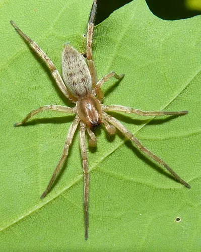 garden ghost spider - photo 5
