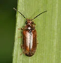 Hiekecyphon brevicollis