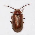 Hiekecyphon brevicollis - photo 2