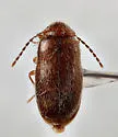 Hiekecyphon brevicollis - photo 4