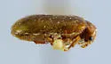 Hiekecyphon brevicollis - photo 5