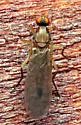 Hilara lutea