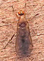 Hilara lutea - photo 3