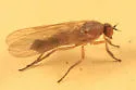 Hilara seriata - photo 2