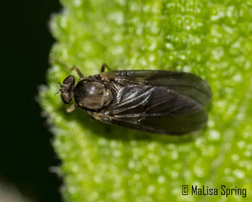 Hilarimorphidae - Hilarimorphidae