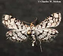 Hileithia aplicalis - Hodges#5188