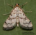 Hileithia aplicalis - Hodges#5188 - photo 2
