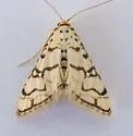 Hileithia aplicalis - Hodges#5188 - photo 4