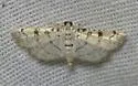 Hileithia differentialis - Hodges#5190 - photo 4