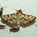 Hileithia magualis - Hodges#5187