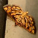 Hileithia magualis - Hodges#5187 - photo 2