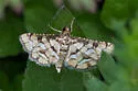 Hileithia magualis - Hodges#5187 - photo 4