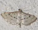 Hileithia rehamalis - Hodges#5189
