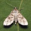 Hileithia rehamalis - Hodges#5189 - photo 2