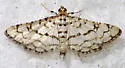 Hileithia rehamalis - Hodges#5189 - photo 4