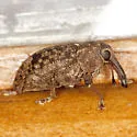 Hilipinus nearcticus - Hilipinus nearcticus