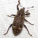 Hilipinus nearcticus - photo 2