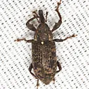 Hilipinus nearcticus - photo 3