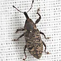 Hilipinus nearcticus - photo 4