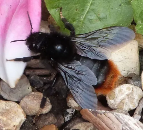 Hill Cuckoo Bee - Bombus rupestris