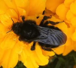 Hill Cuckoo Bee - photo 8