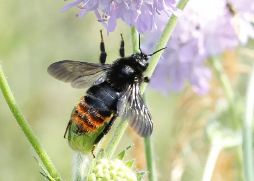 Hill Cuckoo Bee - photo 2