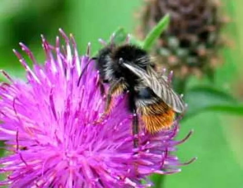 Hill Cuckoo Bee - photo 3