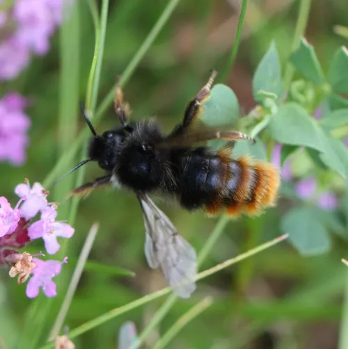 Hill Cuckoo Bee - photo 4