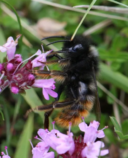Hill Cuckoo Bee - photo 5