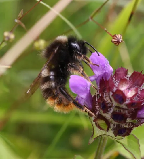 Hill Cuckoo Bee - photo 6