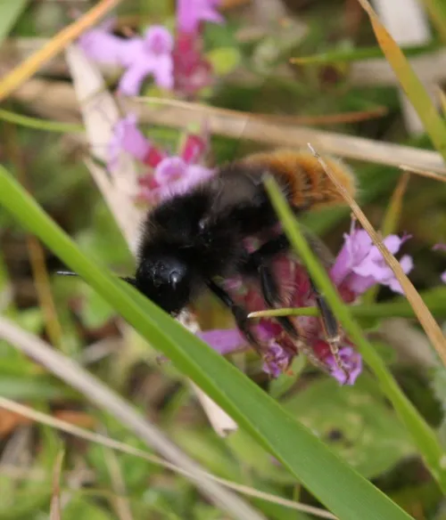 Hill Cuckoo Bee - photo 7