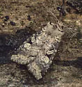 Iris Rover - Hodges#9967 - photo 3