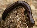 Hiltonius pulchrus