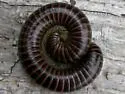 Hiltonius pulchrus - photo 2
