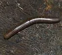 Hiltonius pulchrus - photo 3