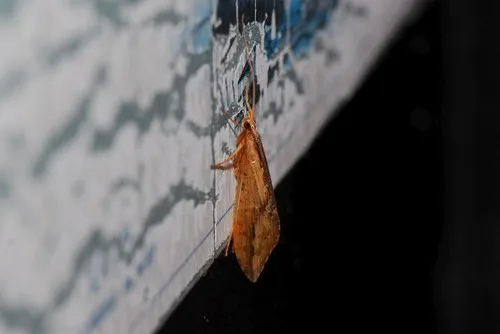 Himalopsyche lua