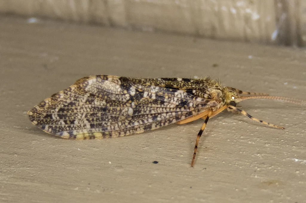 Himalopsyche phryganea - photo 2