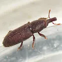 Himatium errans - photo 2