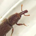 Himatium errans - photo 3