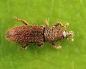 Himatium errans - photo 4