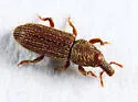 Himatium errans - photo 5